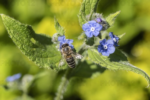 Honey bee (Apis mellifera) on Spanish ox tongue (Pentaglottis sempervirens), Emsland, Lower Saxony,
