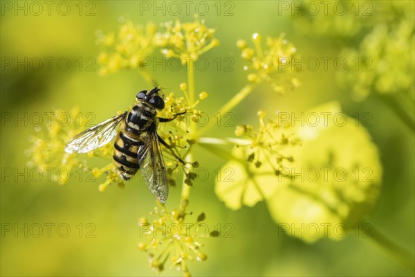 Common cone hoverfly (Myathropa floria), Emsland, Lower Saxony, Germany, Europe