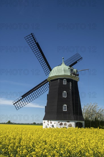 Windmill type Dutchman that was in use 1825, 1958, surrounded by blooming rapeseed fields and