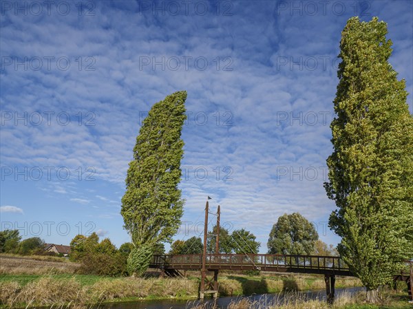 A wooden bridge crosses a river, flanked by tall trees and surrounded by meadows under a blue sky