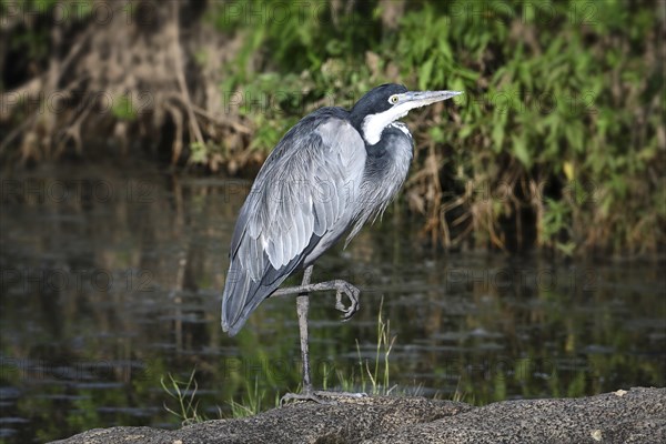 Black-headed heron (Ardea melanocephala) stands by a pond, Serengeti National Park, Tanzania,