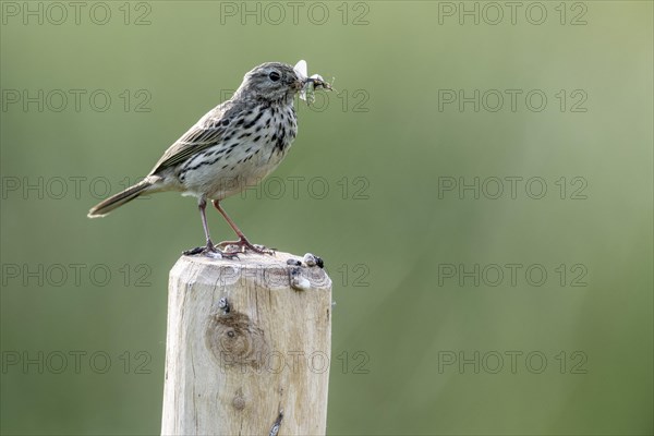Meadow pipit (Anthus pratensis with insects in its beak), Emsland, Lower Saxony, Germany, Europe
