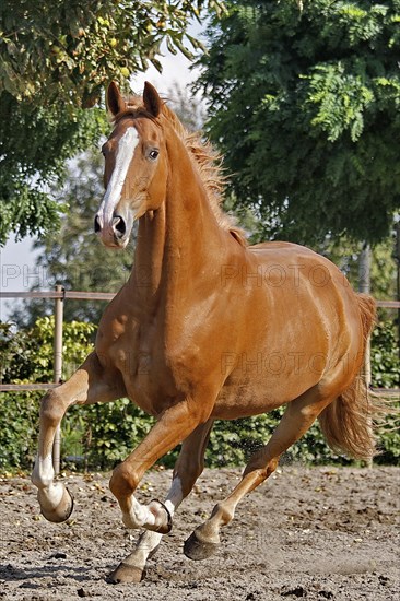Hanoverian