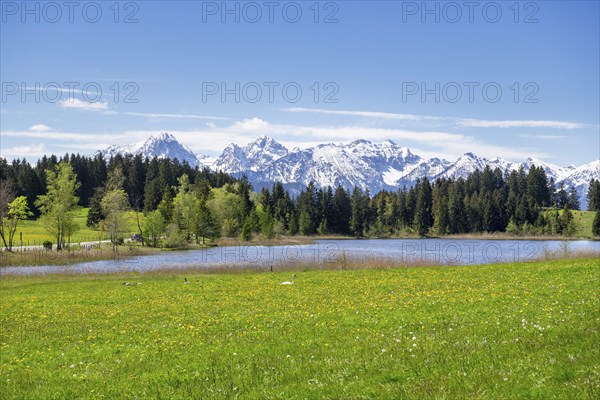 Hegratsrieder See near Fuessen, Allgaeu Alps, snow, mute swan, forest, Ostallgaeu, Buching,