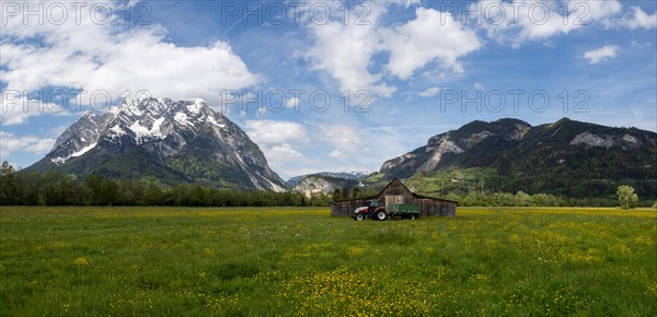 Meadow with tall buttercups (Ranunculus acris), greater buttercup, common buttercup, behind hay