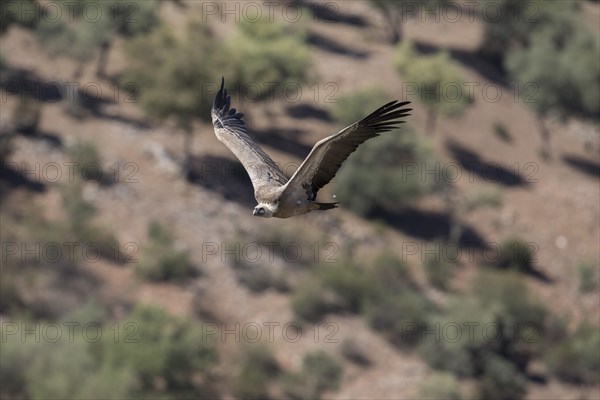Griffon vulture (Gyps fulvus), Monfraguee National Park, Extremadura, Castilla La Mancha, Spain,