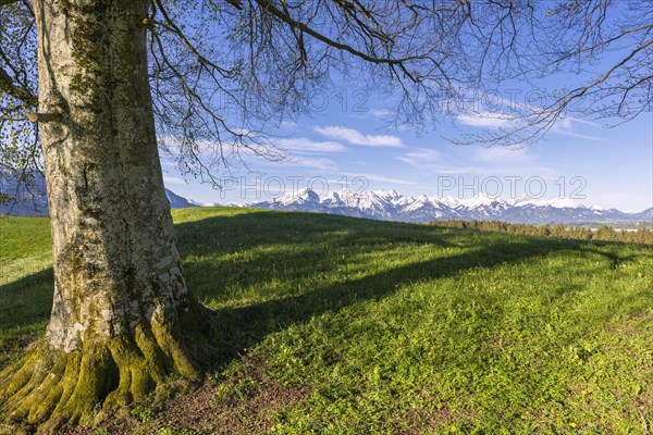 Landscape with tree near Fuessen, Allgaeu Alps, beech, Allgaeu, Bavaria, Germany, Europe