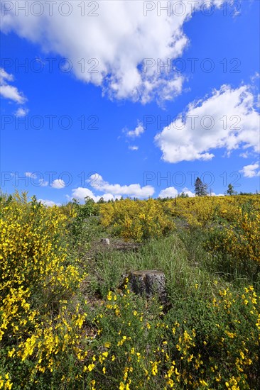 An area of forest destroyed by the bark beetle (Ips typographus) is overgrown by broom (Genista),