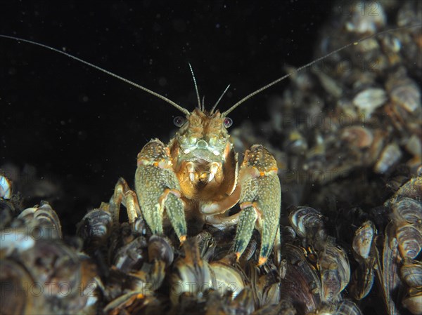 A spider crab (Faxonius limosus), with elongated antennae resting on mussels, quagga mussel