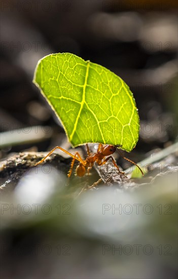 Leaf-cutter ant (Atta cephalotes) carrying a piece of leaf, rainforest, Tortuguero National Park,