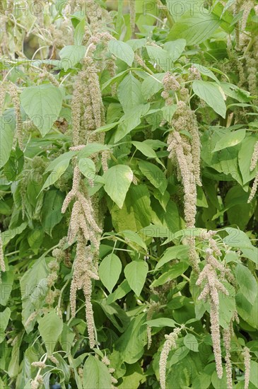 Garden foxtail amaranth (Amaranthus caudatus var. viridis), inflorescence, ornamental plant, North