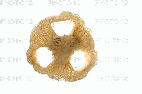 Sponge cucumber (Luffa aegyptiaca, Luffa cylindrica), fibrous interior of the ripe fruit, used as a
