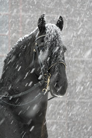 Friesian, Friesian horse