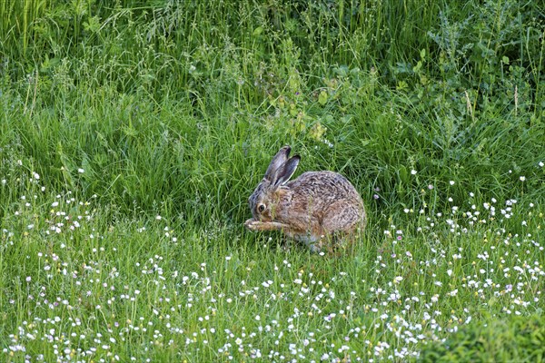 A brown hare (Lepus europaeus) sits in a green meadow surrounded by grass and wildflowers and