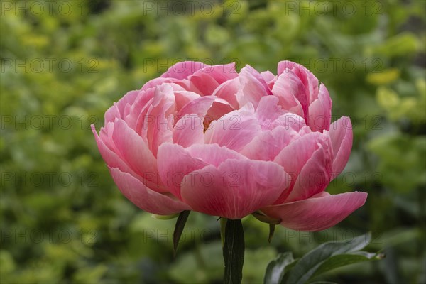 Peony (Paeonia Coral Charm) between yellow umbels (Smyrnium perfoliatum), Emsland, Lower Saxony,