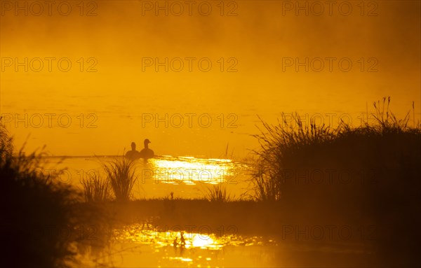 Greylag geese (Anser anser), morning mood, sunlight, backlight, water, Lower Austria
