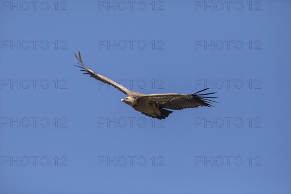 Griffon vulture (Gyps fulvus), Monfraguee National Park, Extremadura, Castilla La Mancha, Spain,