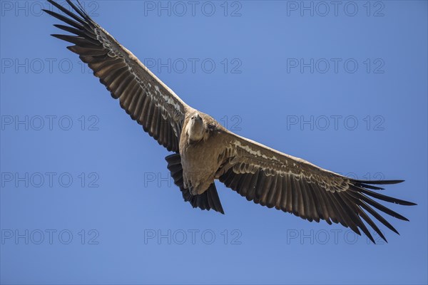 Griffon vulture (Gyps fulvus), Monfraguee National Park, Extremadura, Castilla La Mancha, Spain,