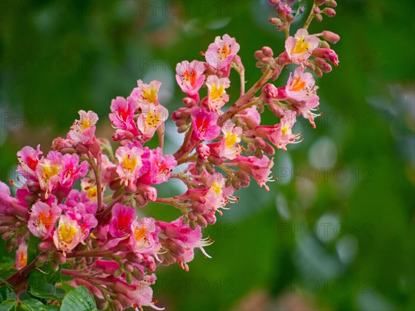 AesFlesh red horse chestnut (culus x carnea) close-up
