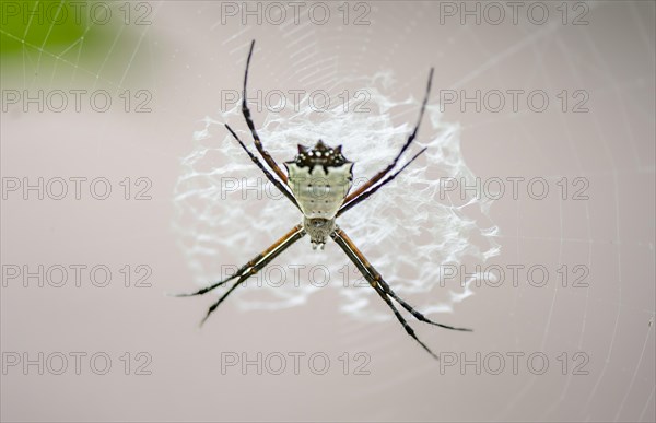Orb-weaver spider (Argiope submaronica), white, sitting in its web, Tortuguero National Park, Costa