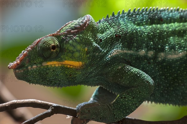 Panther Chameleon, terrarium in the Nuremberg Zoo, Nuremberg, Middle Franconia, Bavaria, Germany,