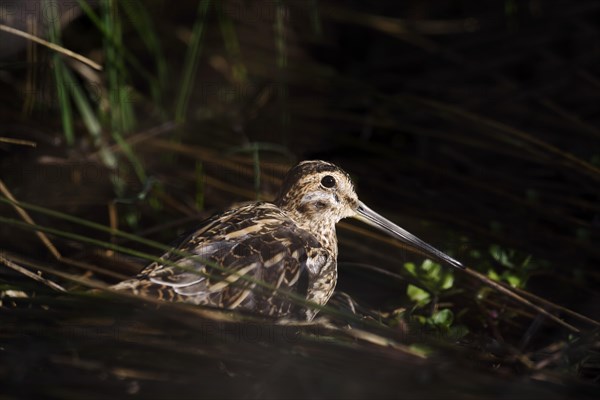 Common snipe (Gallinago gallinago), North Rhine-Westphalia, Germany, Europe