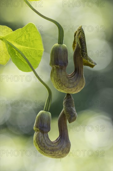 Dutchman's pipe (Aristolochia macrophylla), flowers, Emsland, Lower Saxony, Germany, Europe