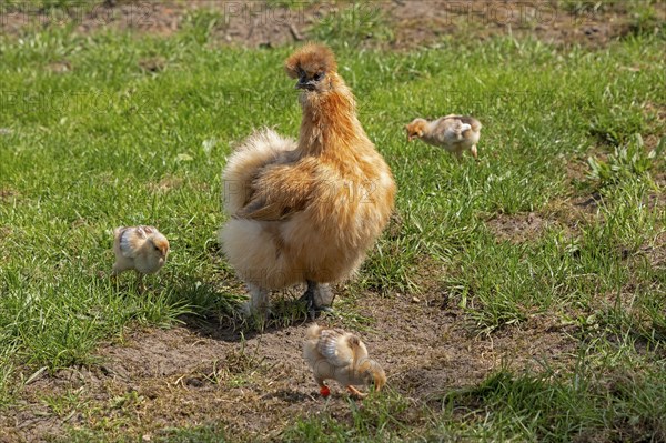 Silk hen with Wyandotte chick, hen, Wittorf, Samtgemeinde Bardowick, Lower Saxony, Germany, Europe