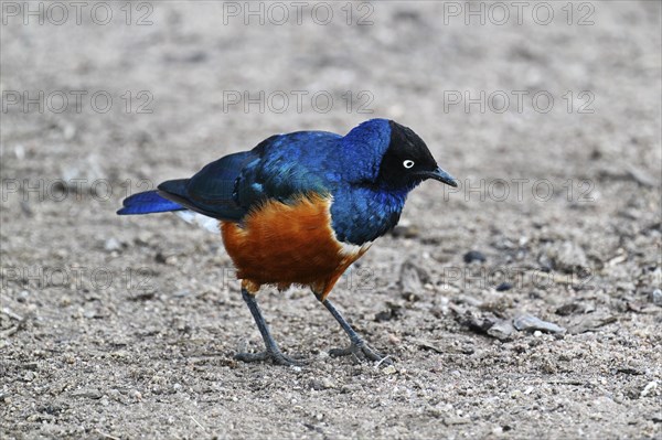 Superb Starling (Lamprotornis superbus), Serengeti National Park, Tanzania, Africa