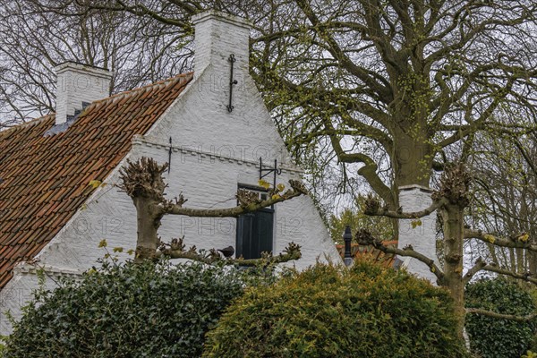 White painted house with red tiled roof, surrounded by large old trees, old houses with green