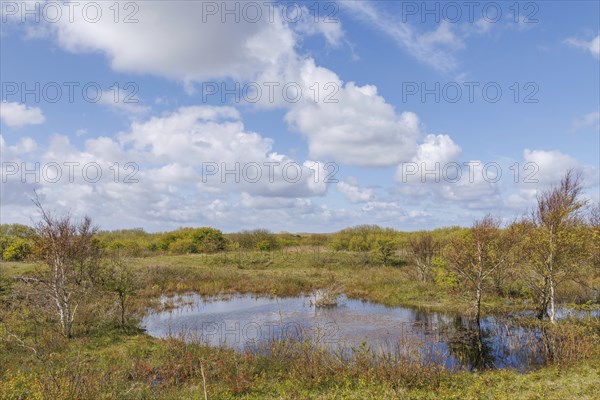 A small pond in a peaceful meadow landscape under a blue sky with clouds, plants, grasses and green