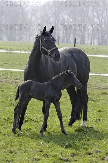 Hanoverian, mare with foal