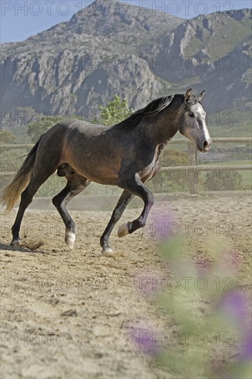 Andalusian, Andalusian horse, Antequera, Andalusia, Spain, Europe