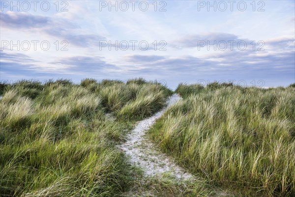 Marram grass (Ammophila arenaria) on dune and beach, Wadden Sea, Schillig, Wangerland, East Frisia,