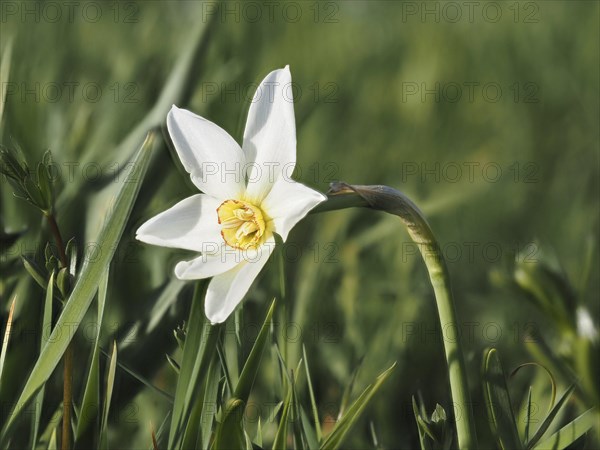 Star narcissus (Narcissus radiiflorus), near Irdning, Ennstal, Styria, Austria, Europe