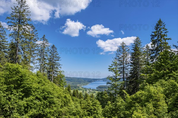 Forest landscape with a view of a lake and distant hills under a blue sky with clouds, Fischbach.