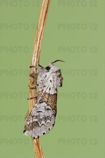 Sallow kitten moth (Furcula furcula), North Rhine-Westphalia, Germany, Europe