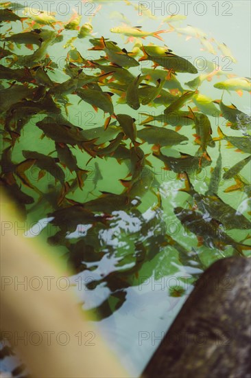 School of fish swimming near the surface in a natural body of water. Khao Sok National Park,