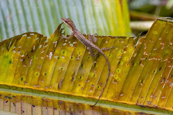 Anolis (Anolis) sitting on a leaf, Tortuguero National Park, Costa Rica, Central America