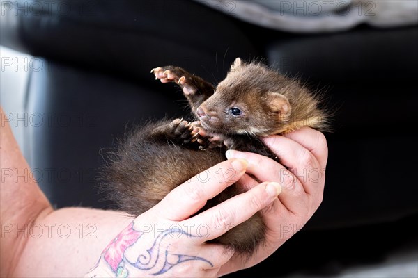 Beech marten (Martes foina), practical animal welfare, young animal is examined after arrival at a