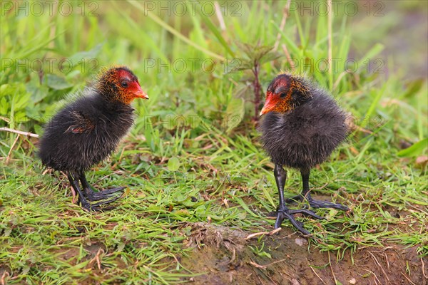 Eurasian Coot, coot rail, (Fulica atra), two chicks standing in a wet meadow, Ochsenmoor, spring,