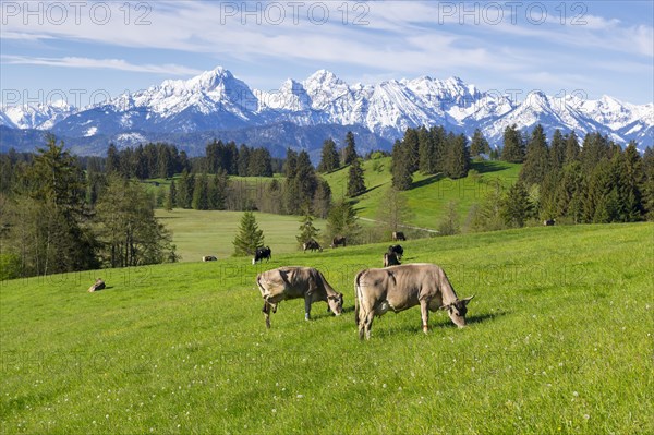Dairy cows on a pasture, snow-covered mountains, hiking area, forest, trees, Allgaeu Alps, near