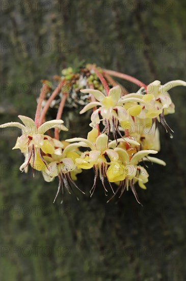 Cocoa tree (Theobroma cacao), flowers on the tree
