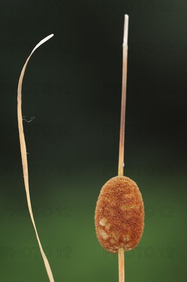 Small cattail or least bulrush (Typha minima), fruit stand, Austria, Europe