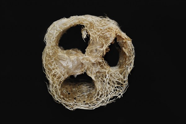 Sponge cucumber (Luffa aegyptiaca, Luffa cylindrica), fibrous interior of the ripe fruit, used as a