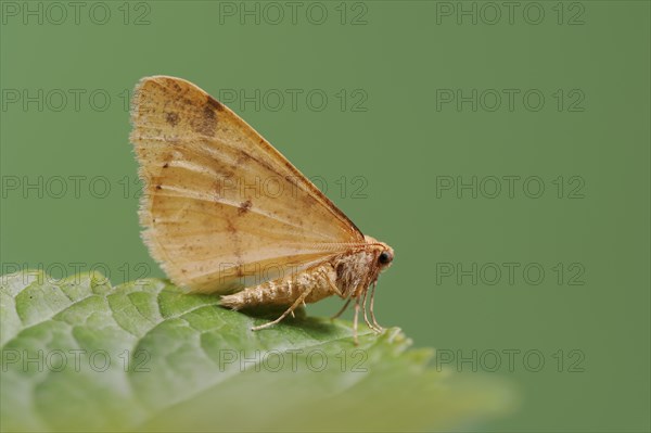 Scarce umber (Agriopis aurantiaria), male, North Rhine-Westphalia, Germany, Europe