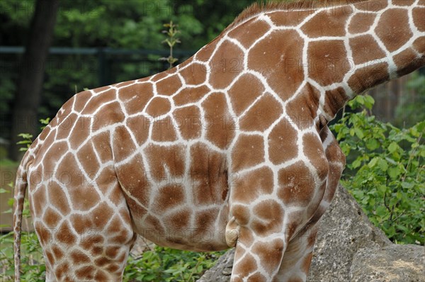 Body pattern of a reticulated giraffe, Giraffa camelopardalis reticulata, Nuremberg Zoo, Am