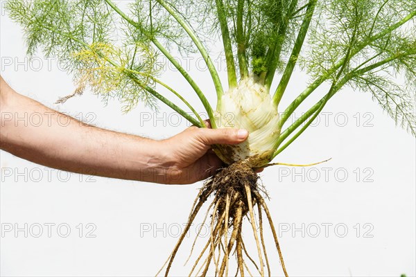Arm of a man holding a fennel plant picked from his organic garden isolated on white background