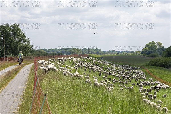 Sheep grazing on the dyke, cyclist, Elbe cycle path near Boizenburg, Mecklenburg-Western Pomerania,