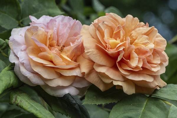 English shrub rose (Rosa Charles Austin), Emsland, Lower Saxony, Germany, Europe